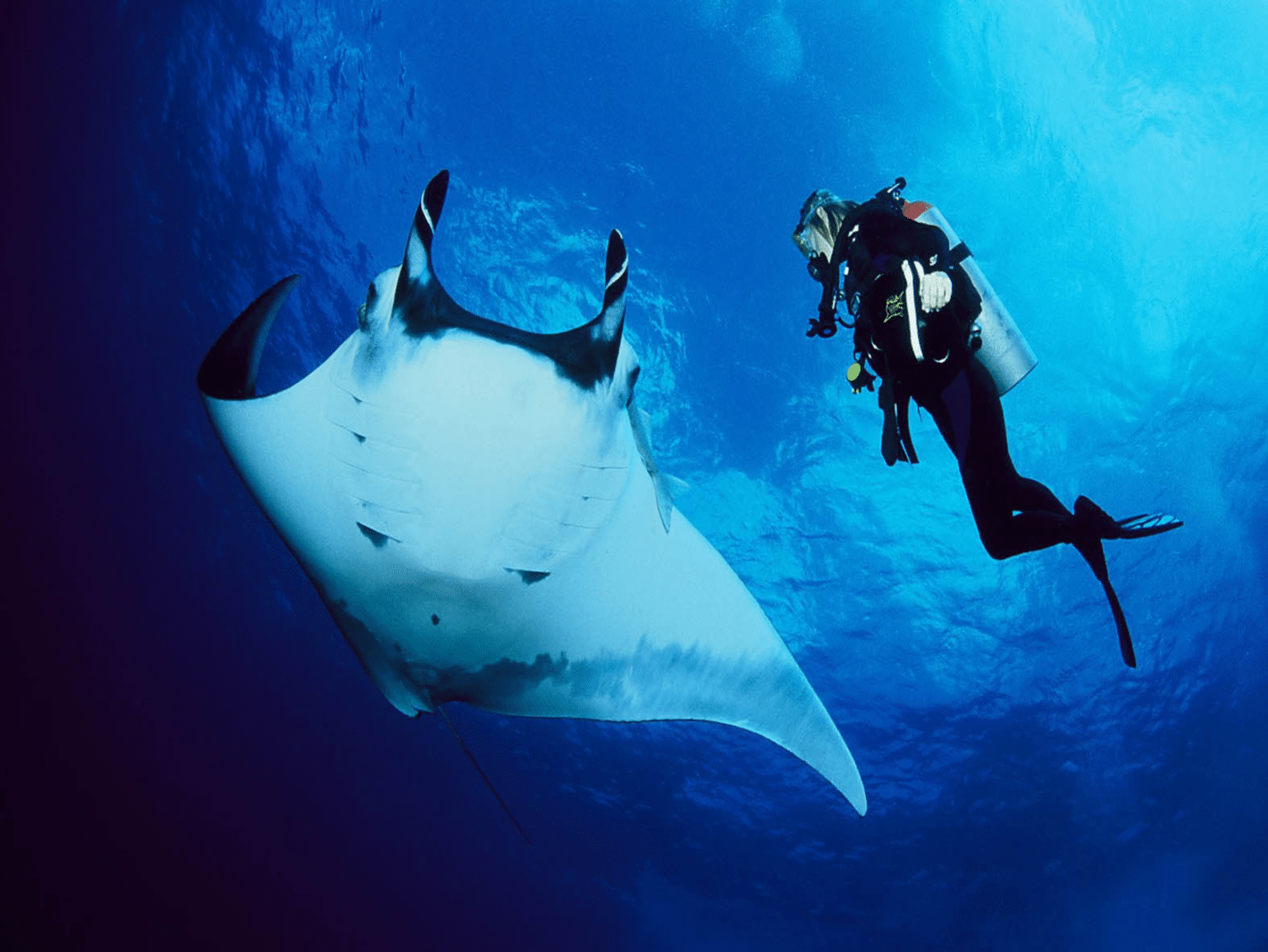 Finding-Destiny-Whale-Shark-Marine-Project10