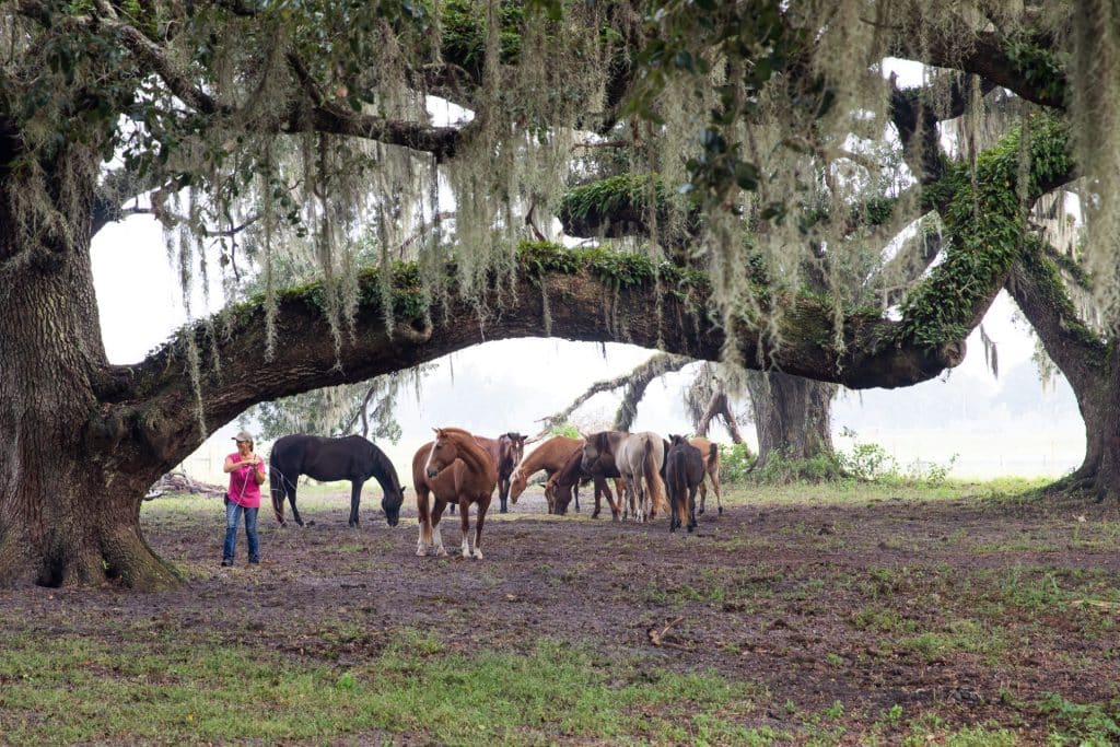 Mustang Rescue Update USA Volunteer program