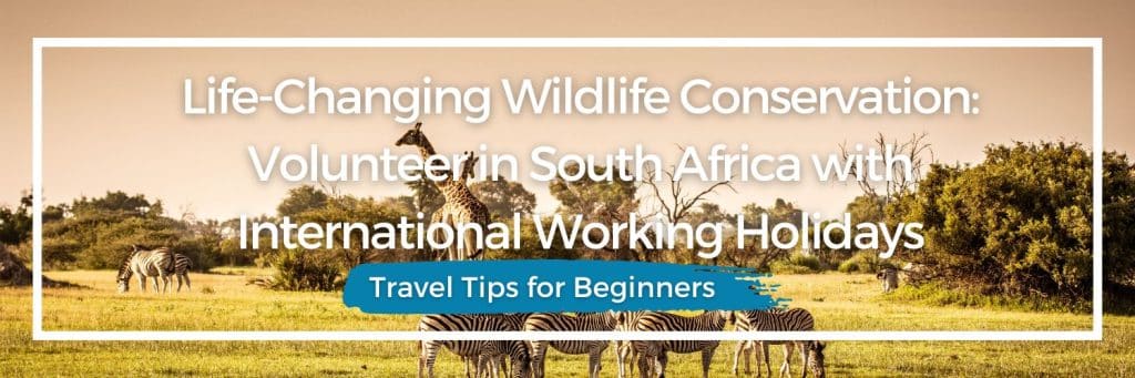 wildlife volunteering South Africa, volunteer with lions, ethical animal volunteer projects, volunteer travel experience