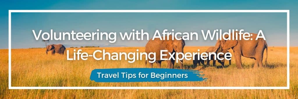 wildlife conservation, Africa, wildlife, rescue, rehabilitation, volunteer, make a difference, wildlife sanctuary, South Africa animals