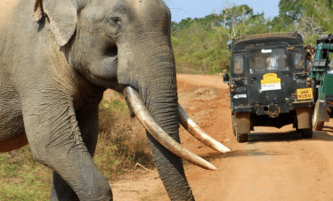 7 Day Discovery - Elephant