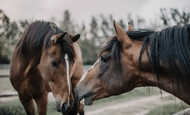 Africa Horse Adventure - Horse Upclose Photo - 28