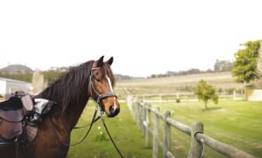 Africa Horse Adventure - Horse Upclose Photo - 29