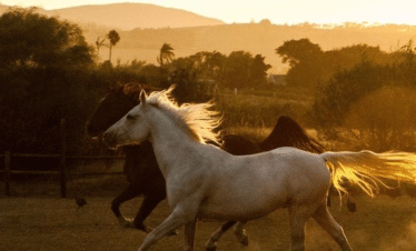 Africa Horse Adventure - Horse Upclose Photo - 38