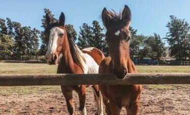 Africa Horse Adventure - Wichita and Winnipeg