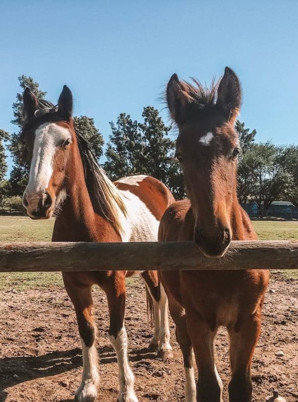 Africa Horse Adventure - Wichita and Winnipeg