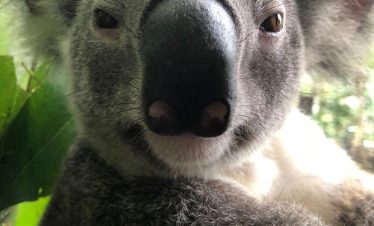 Australia Wildlife Sanctuary - Koala