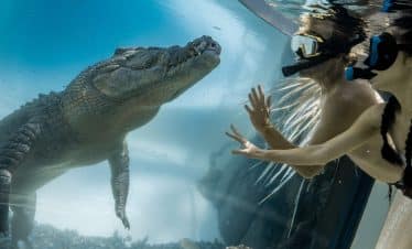 Australia Wildlife Sanctuary - Crocodile