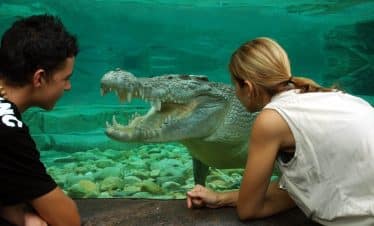 Australia Wildlife Sanctuary - crocodile