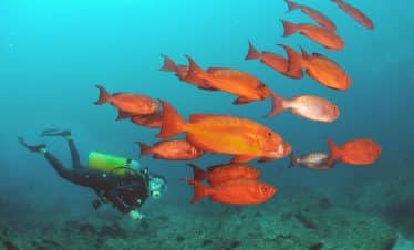 Finding Destiny - Fishes