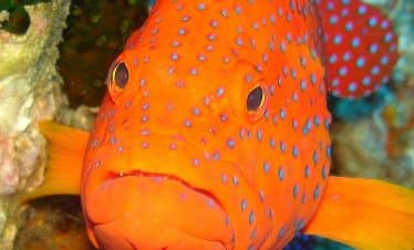 Finding Destiny - Grouper