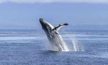 Finding Destiny - Humpback Whale