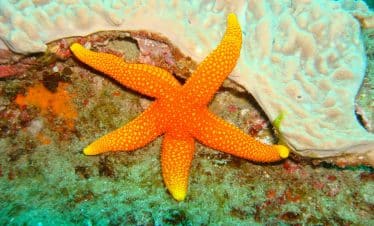 Finding Destiny - Starfish