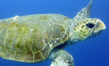 Finding Destiny - Turtle