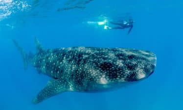 Finding Destiny - Whale