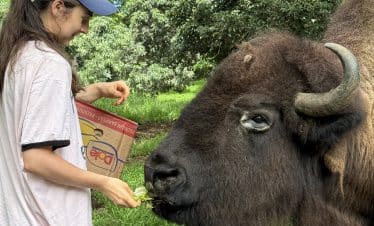Hawaii Wildlife Sanctuary - Bison