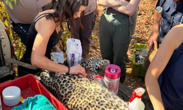 Lion Sanctuary Big 5 Vet Experience - Leopard