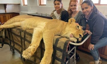 Lion Sanctuary Big 5 Vet Experience - Lion Receiving medical attention - 1