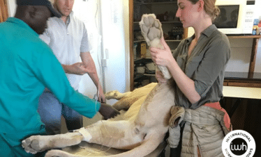 Lion Sanctuary Big 5 Vet Experience - Lion being given medical attention