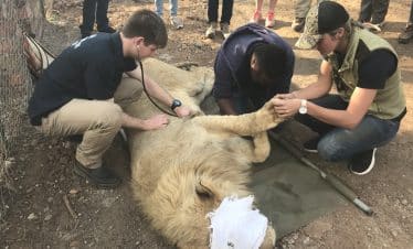 Lion Sanctuary Big 5 Vet Experience - Volunteers giving medical attention - 1