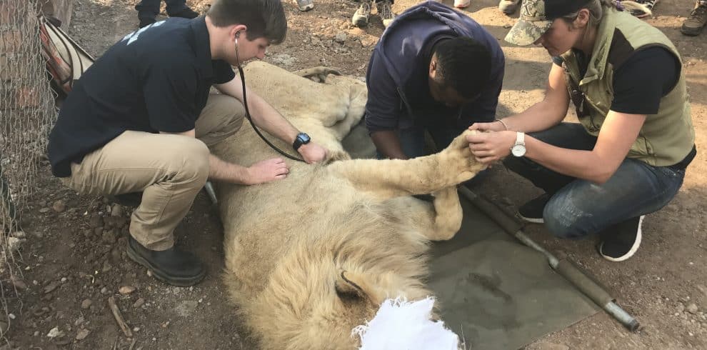 Lion Sanctuary Big 5 Vet Experience - Volunteers giving medical attention - 1
