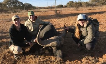 Lion Sanctuary Big 5 Vet Experience - buffalo on ground