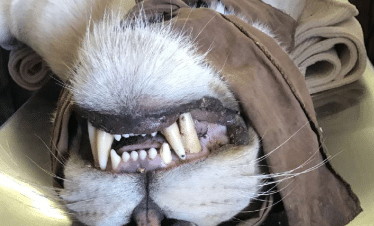Lion Sanctuary - Blindfolded lion