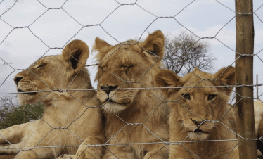 Lion Sanctuary - Cub - 1
