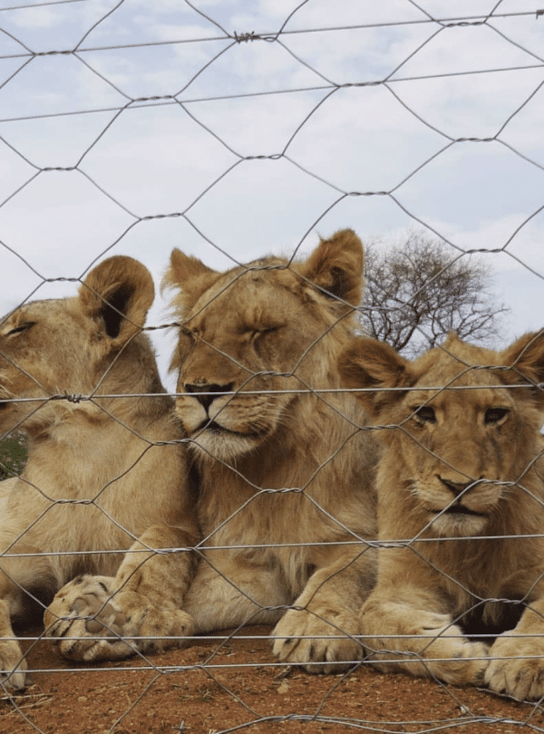 Lion Sanctuary - Cub - 1