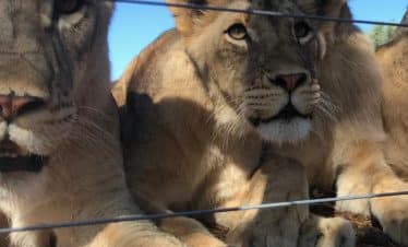 Lion Sanctuary - Lion - 1