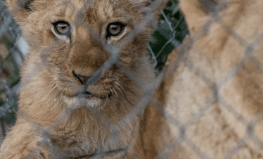Lion Sanctuary - Lion - 8