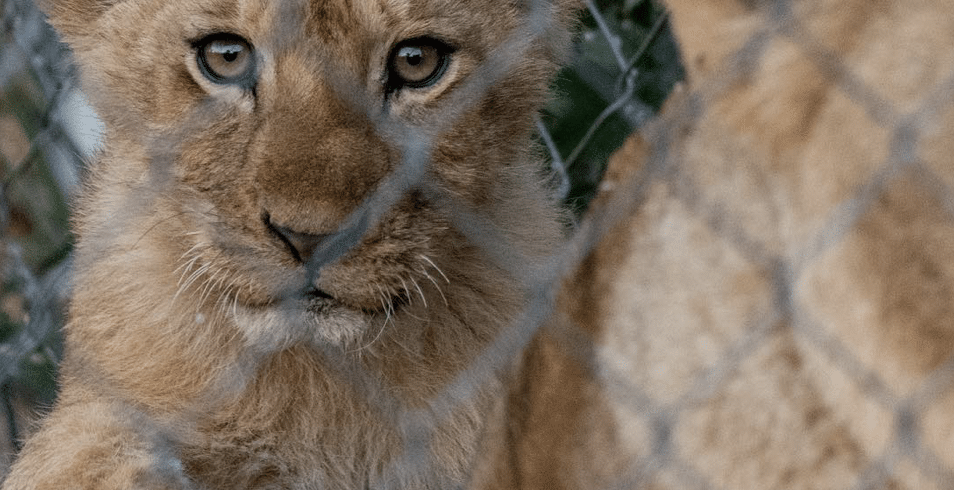 Lion Sanctuary - Lion - 8