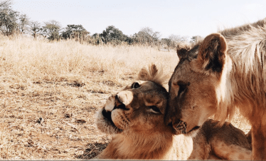 Lion Sanctuary - Lion - 9