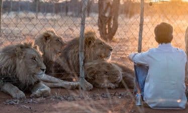 Lion Sanctuary - Volunteer watching sunset and lions