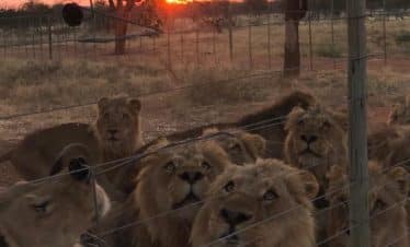 Lion Sanctuary - group of lions