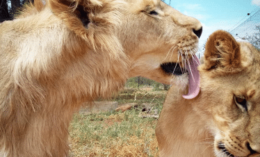 Lion Sanctuary - licking another lion