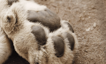 Lion Sanctuary - paw