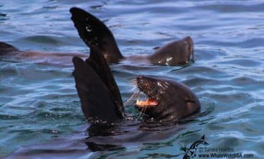 Marine Big 5 - Volunteer Photos - Cape Fur Seals