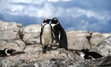 Marine Big 5 Penguins