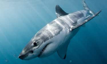 Marine Big 5 - Volunteer Photos - Great White Shark