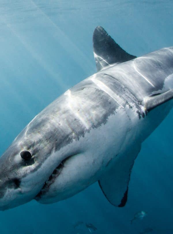 Marine Big 5 - Volunteer Photos - Great White Shark