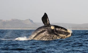 Marine Big 5 - Volunteer Photos - Southern_Right_Whale_Breaching_DyerIslandCruises