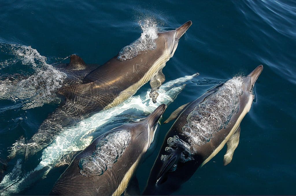 Marine Big 5 - Volunteer Photos - dolphins