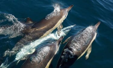 Marine Big 5 - Volunteer Photos - dolphins