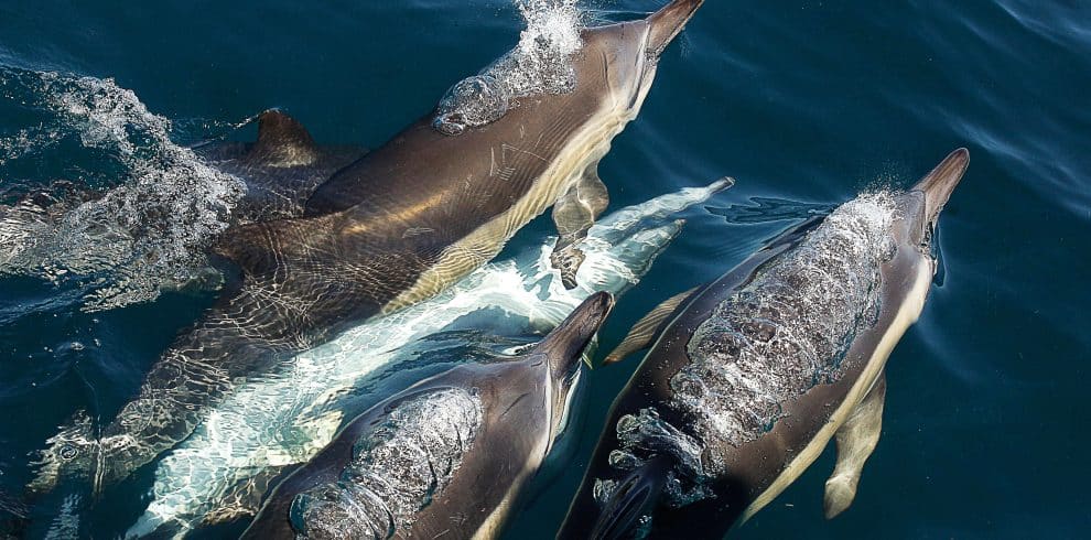 Marine Big 5 - Volunteer Photos - dolphins