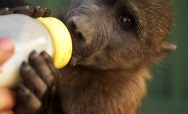 Namibia Wildlife Sanctuary - Baboon - 10