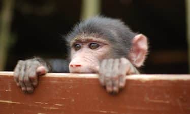 Namibia Wildlife Sanctuary - Baboon closeup