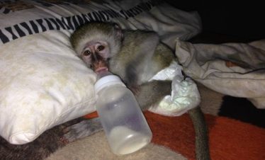 Namibia Wildlife Sanctuary - Baboon on bed - 1