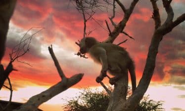 Namibia Wildlife Sanctuary - Baboon on tree