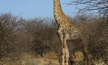 Namibia Wildlife Sanctuary - Baby Giraffe